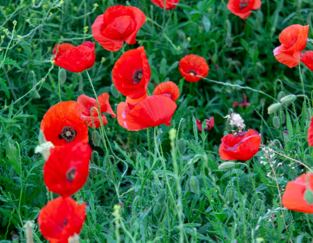 istock field of poppies 1497441094