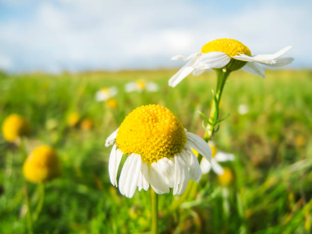 Matricaria chamomilla_Real chamomile stock photo