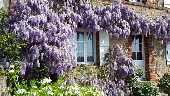 house front covered with wisteria