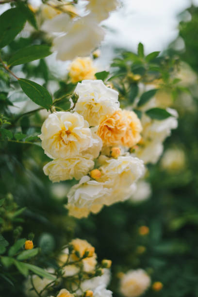 Selective focus