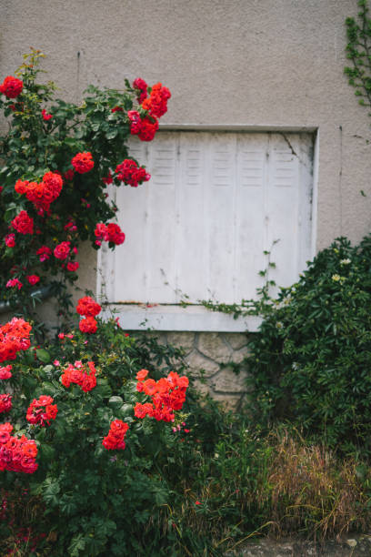 Single window of an old house with blooming plants outside.