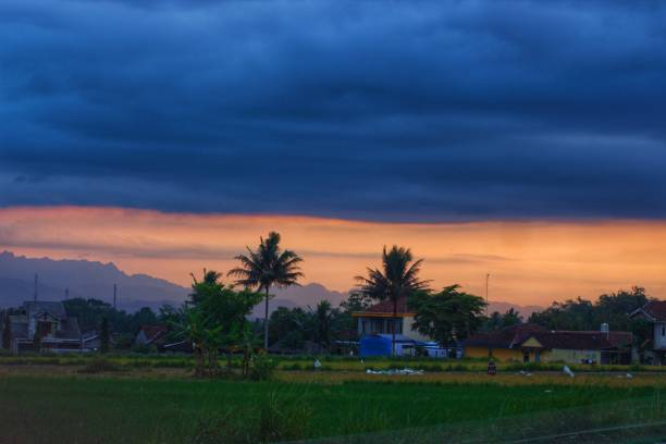 istock A very wide rice field 1497442163