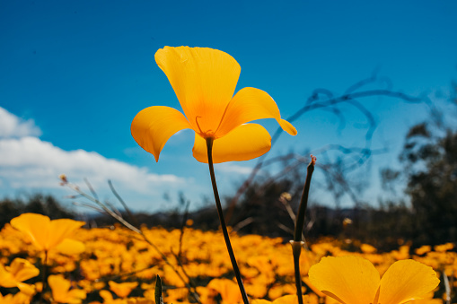 Single Poppy standing at the Poppy Reserve in California