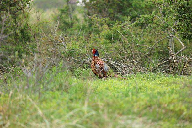 istock Pheasant on a dune on the island of Borkum 1497443920