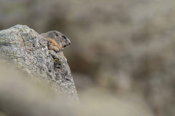 świstak alpejski na skale (marmota marmota) - groundhog animal animal behavior beauty in nature zdjęcia i obrazy z banku zdjęć