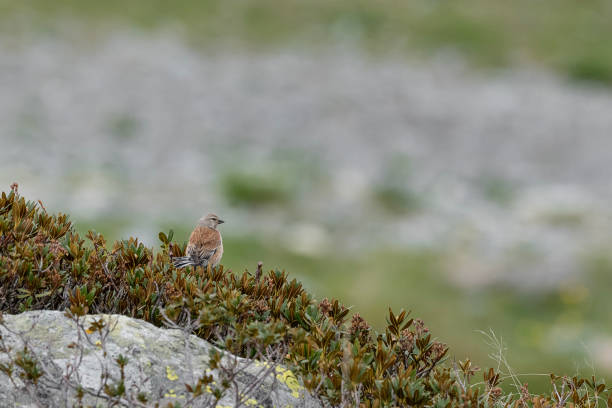 istock Among the rhododendrons, the dunnock (Prunella modularis) 1497444409
