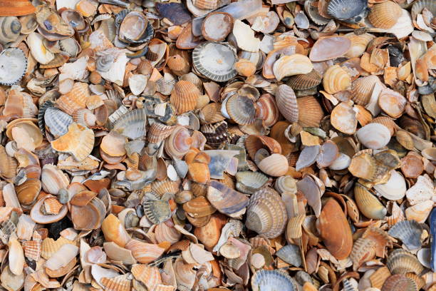 istock Shells lie on the sand on the beach of Borkum 1497445534