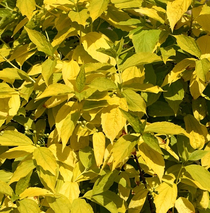 Closeup of the golden foliage of Philadelphus Aureus.