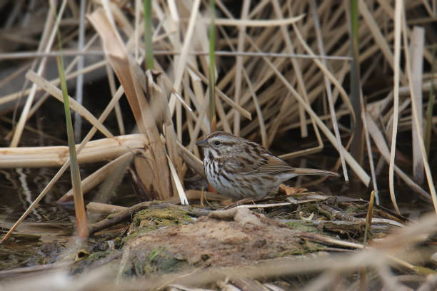 istock Song Sparrow (melospiza melodia) perched in a marshy area 1497448631