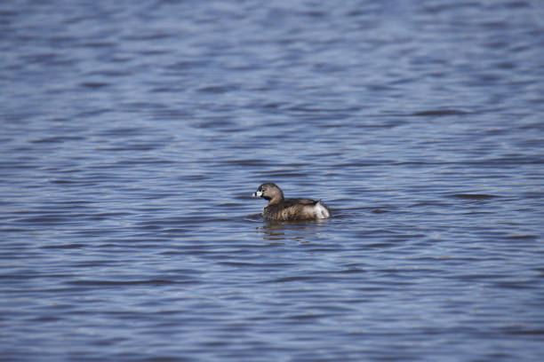 istock Pied-billed Grebe (podilymbs podiceps) swimming in a big pond 1497448652