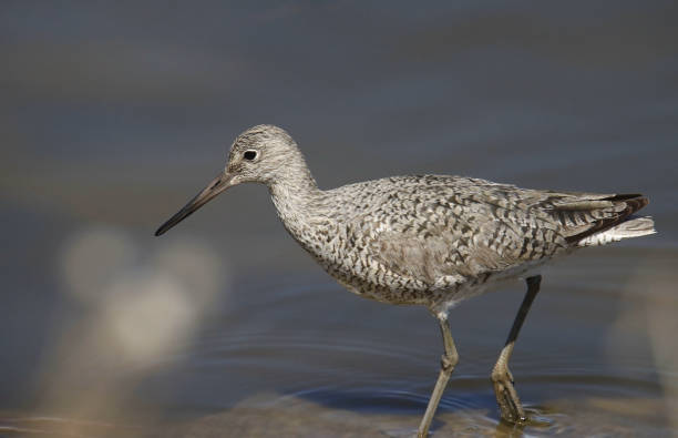 istock Closeup of a Willet (tringa semipalamata) 1497448661