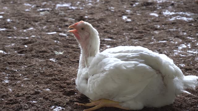 panting chickens in an indoor farm. On a hot summer day, a white broiler chicken is sitting on the floor.