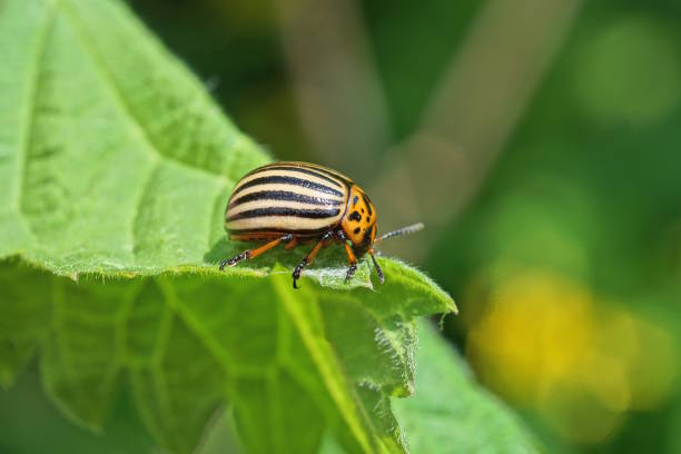 istock one striped colorado beetle sits on a green leaf of nettle 1497452766