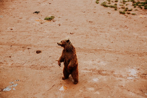 A brown bear in a field covered in the dirt in the daylight