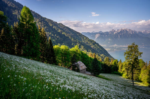 istock Landscape with mountains and sky. White Daffodils Blooming in spring. Narcissus poeticus. pheasant's eye. 1497454232