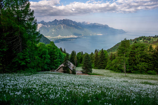 Landscape with mountains and sky. White Daffodils Blooming in spring. Narcissus poeticus. pheasant's eye. Landscape with mountains and sky. White Daffodils Blooming in spring. Narcissus poeticus. pheasant's eye. Montreux, Caux, Vaud, Switzerland. montreux stock pictures, royalty-free photos & images