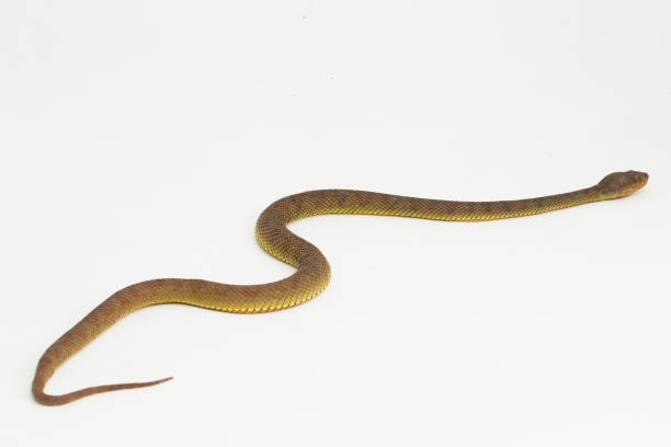 istock Trimeresurus purpureomaculatus mangrove pit viper snake or shore pit viper on white background 1497454729