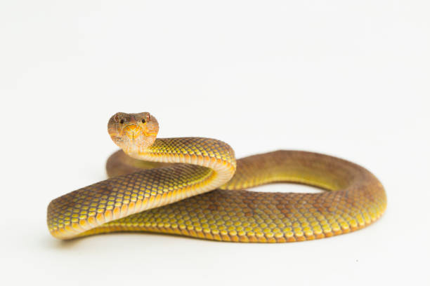 trimeresurus purpureomaculatus víbora de mangle o víbora de pozo de orilla sobre fondo blanco - waglers temple viper fotografías e imágenes de stock