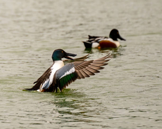 istock Northern Shovelers 1497455429