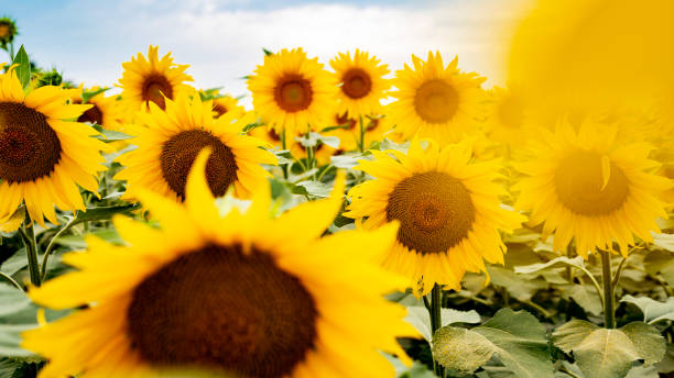 Sunflower growing in a field of sunflowers during a nice sunny summer day. stock photo