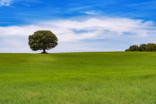 Green cereal field meadow with oak tree in horizon over blue sky in spring of Spain