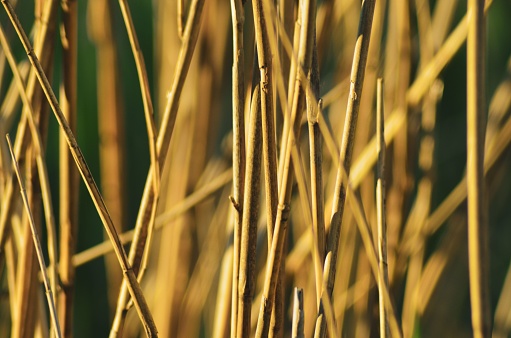 A close-up shot of a tall stand of dry elephant grass, growing in a chaotically