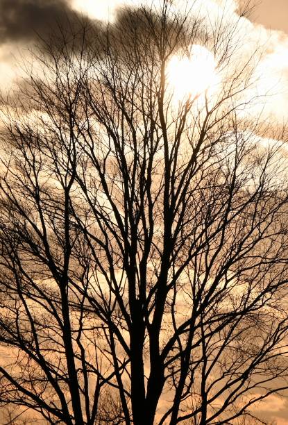 Free Stock Photo of Sunset over calm lake with bare tree branch ...