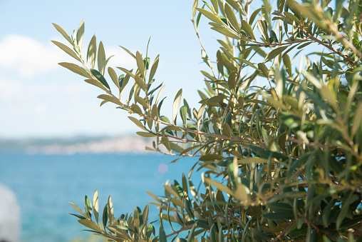 Olive tree branches with sea in the background