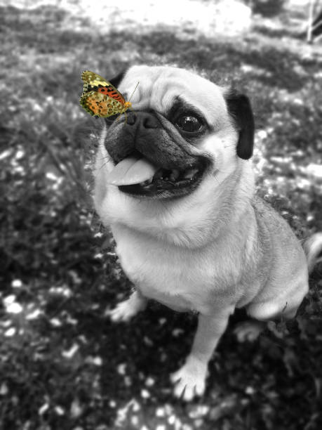 butterflies and pugs
