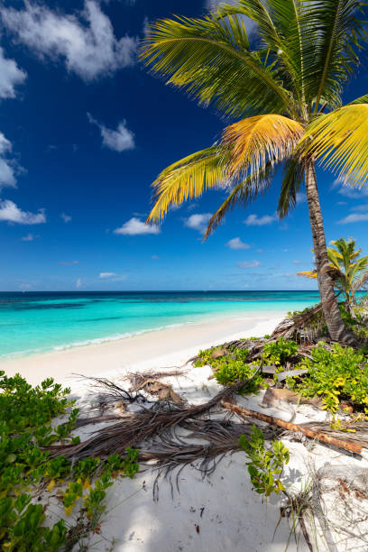 istock Shoal Bay Anguilla 1497460000