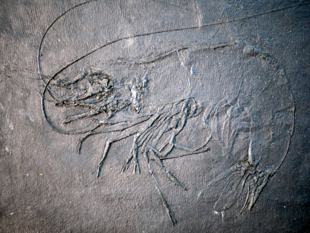 istock Shrimp motif relief for the background and wallpaper 1497460003