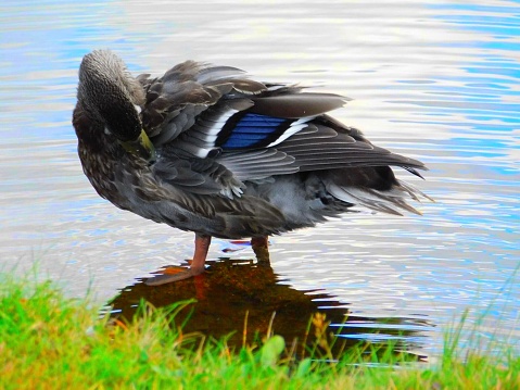 Duck bathing in the sunlight and warmth of a summers’s day in the White Mountains of NH