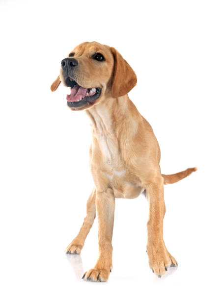 istock puppy labrado retriever 1497461516