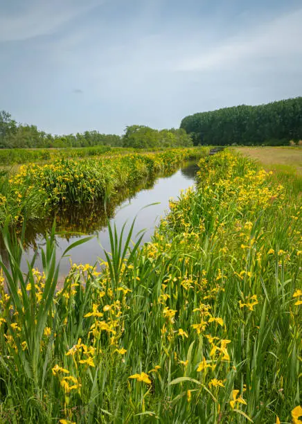 Yellow colored iris flowers along the waterfront in the Dutch polder landscape.