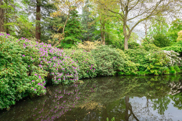 istock Scenic Rhododendron in bloom along the waterside 1497461610