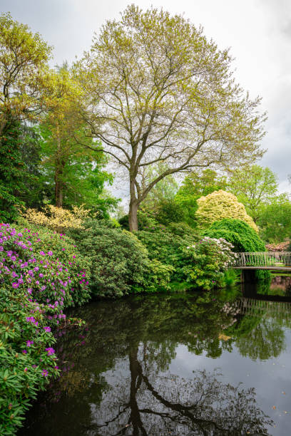 istock Idyllic spring image of a bridge and blooming Rhododendron along the waterside 1497461645