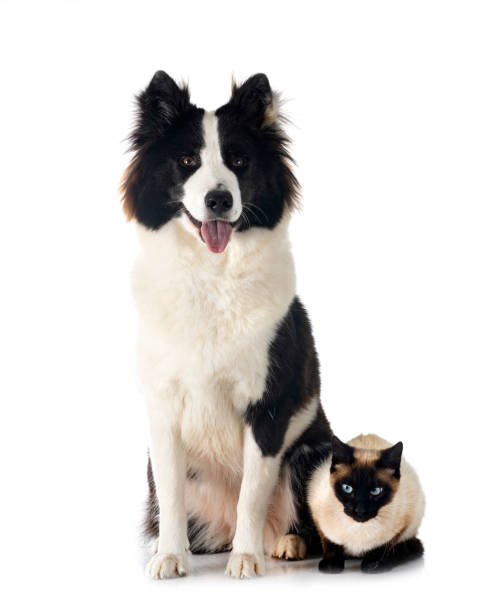 istock Finnish Lapphund and cat 1497462542