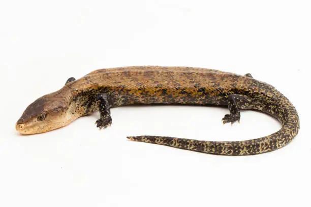 Giant blue-tongued skink lizard or Tiliqua gigas merauke isolated on white background