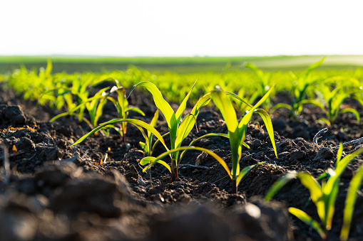 Aerial view  of corn field next to wheat field. Corn sprouts are only a week old while the wheat is fully grown but still unripe. There are waves in the wheat field caused by breeze.