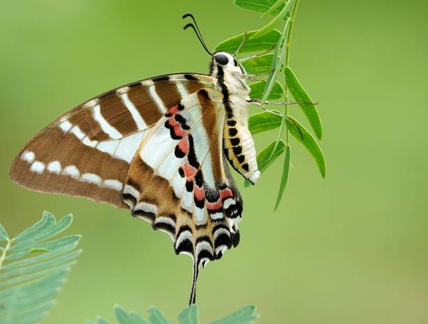 istock Spot swordtail on a green plant. Graphium nomius. 1497464765