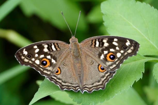 istock Lemon pansy butterfly resting on a leaf in a garden environment. Junonia lemonias. 1497464768