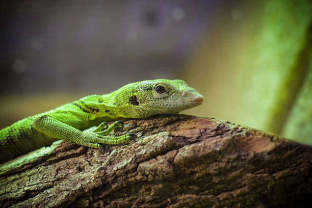 istock view on an emerald monitor lizard 1497464812