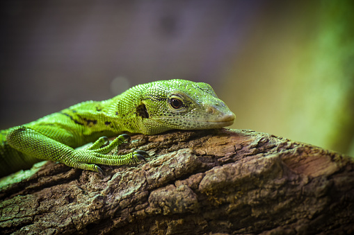 view on an emerald monitor lizard in a park