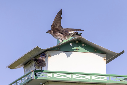 The purple martin (Progne subis), a couple of birds, male and female  during nesting