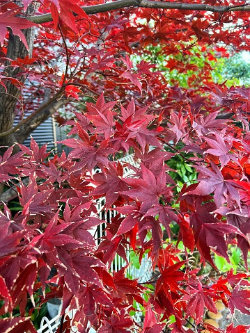 Acer rubrum or Red Maple or Scarlet Maplesoft Maple And Red Maple is one of the symbolic trees for autumn .stock photo