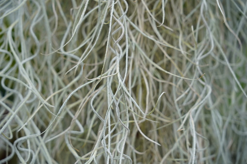 Stems of spanish moss, in Latin called Tillandsia usneoides, captured close up and suitable as plant theme background. It is an epiphytic flowering plant growing in tropical and subtropical climate.