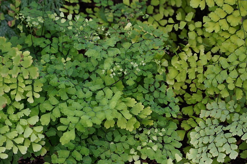 Ferns of green color shades growing over each other. Cutout of the leaves is suitable as plant theme background. Close up view.
