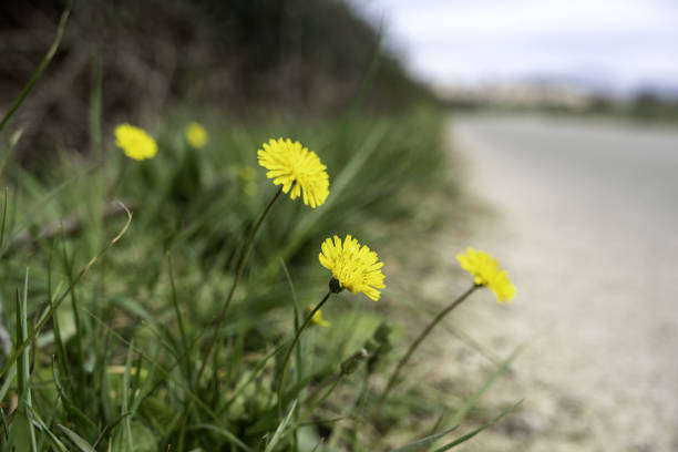 Detail of aromatic wild flowers in a forest in nature