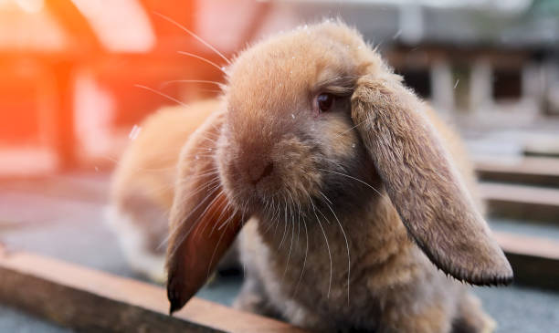 istock Ginger fluffy domestic rabbit in a cage. 1497470128