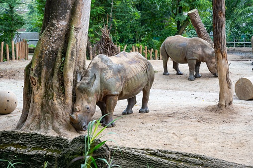 Two rhinos standing in a natural habitat with trees in a zoo enclosure